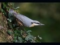 38 - Nuthatch - HEATON MIKE - england